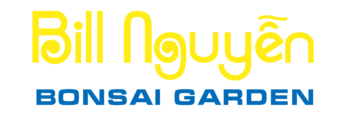 Bill Nguyễn Bonsai